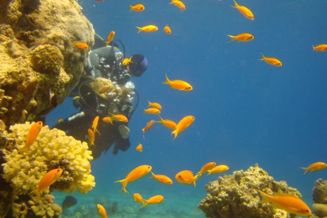 Ocean Life - Eilat's Coral Beach: Earth's northernmost shallow reef