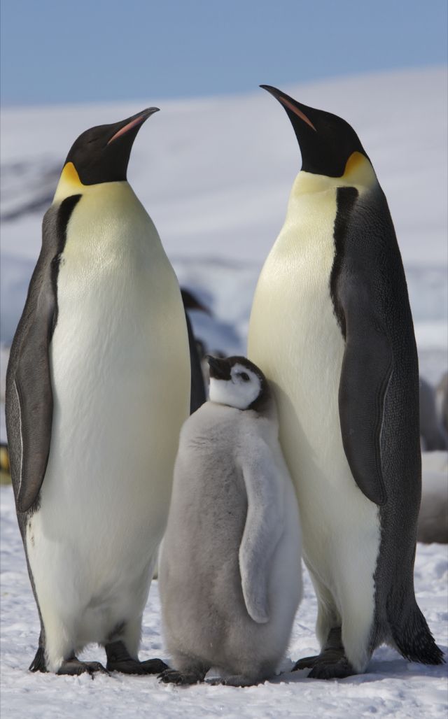 Ocean Life - Emperor penguins: masters of the Antarctic winter