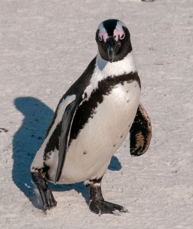 Ocean Life - The African penguin: the Old World's lone penguin
