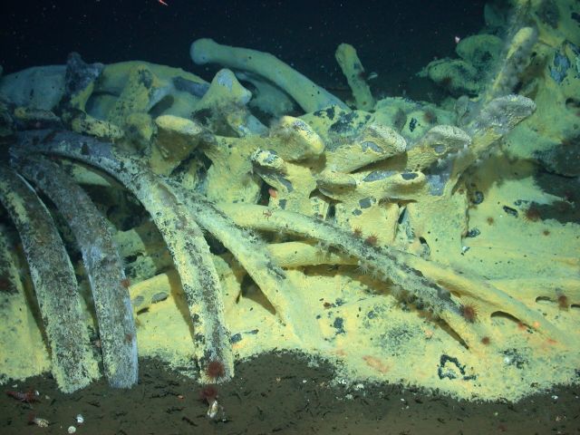 Ocean Life - Whale falls: deep ocean oases born from giants