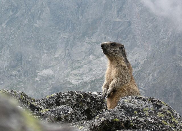 Wild Animals - Tatra marmot: the rare alpine herbivore of Poland