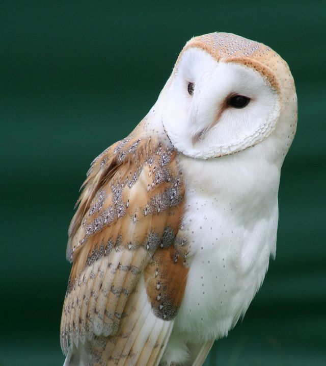 Wild Animals - Facial discs: the parabolic sound collectors of owls