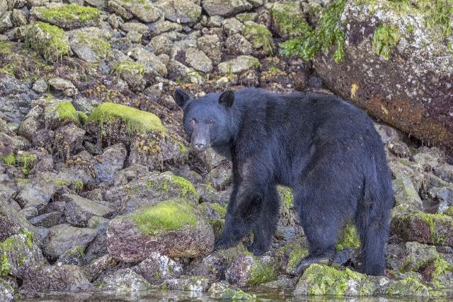 Wild Animals - American black bear: North America's most widespread bear
