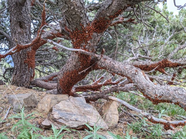 Wild Animals - Hilltopping: the insect race to high ground for mates