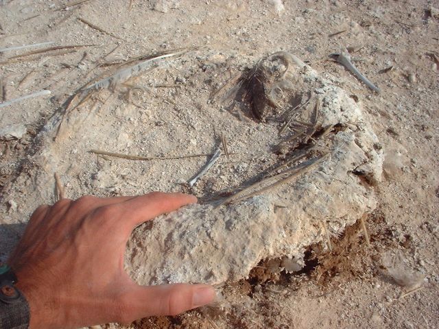 Planet Earth - Guano: the natural fertilizer that transformed farming