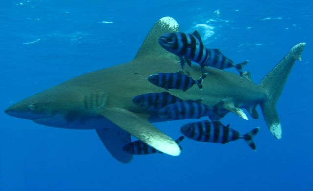 Ocean Life - The oceanic whitetip shark: a pelagic wanderer under pressure
