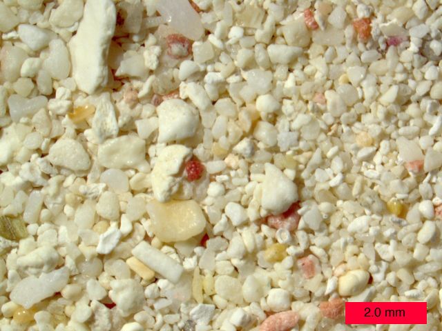 Ocean Life - Coral sand: the biological byproduct of reef bioerosion