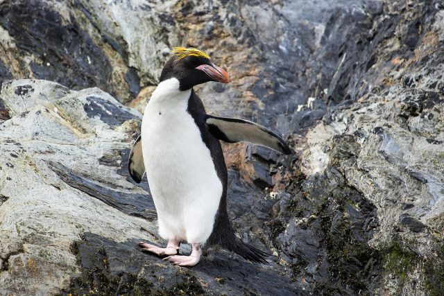 Ocean Life - Macaroni penguins: the yellow-crested giants of seabird consumption