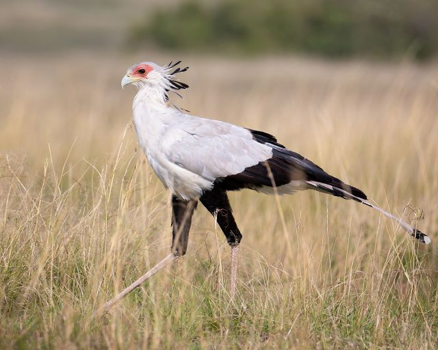 Wild Animals - Secretarybird: Africa's terrestrial raptor that stomps prey