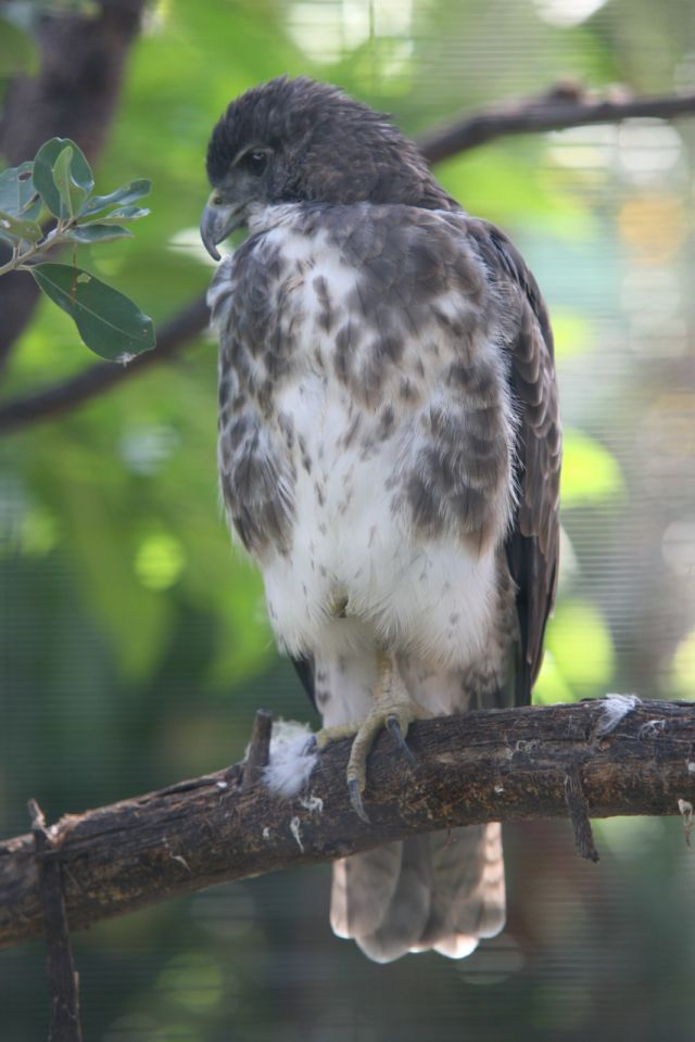 Wild Animals - Hawaiian hawk: the solitary raptor of the Big Island