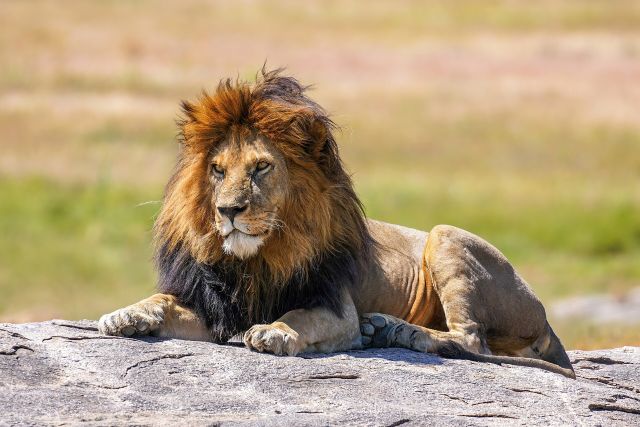 Wild Animals - The lion: pride dynamics and declining ranges