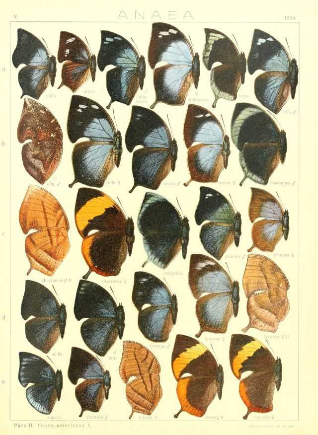 Wild Animals - Memphis polycarmes: South America's dead-leaf butterfly mimic