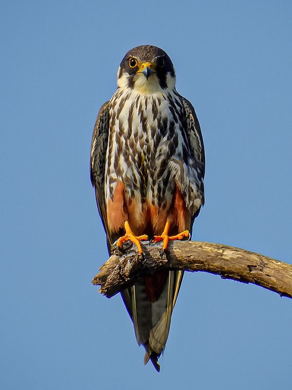 Wild Animals - Falcons: high-speed hunters with specialized tomial beaks