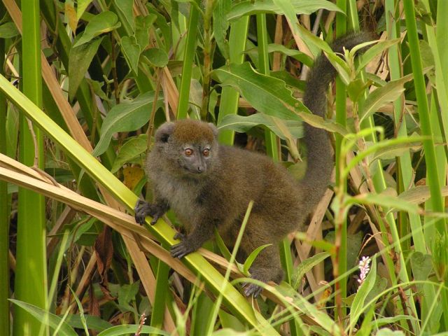 Wild Animals - Primates in Peril: cataloging the most endangered species