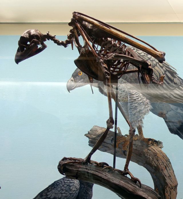 Wild Animals - Buteogallus woodwardi: the extinct Pleistocene hawk of California
