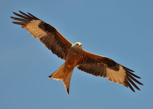 Wild Animals - Kites: raptor names with an unexpected linguistic twist