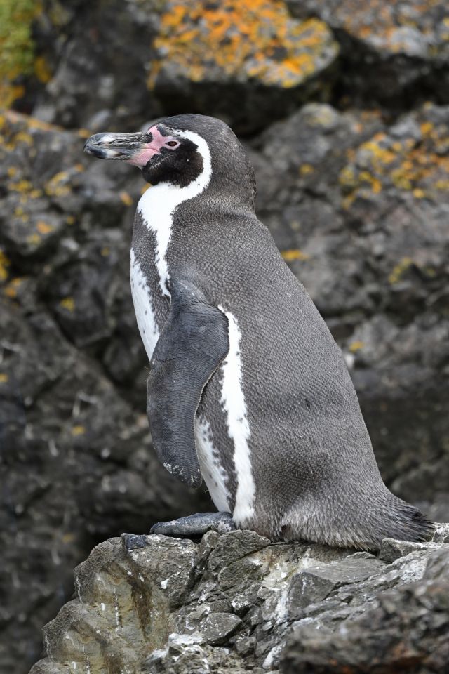 Ocean Life - The Humboldt penguin: South America's vulnerable burrowing seabird