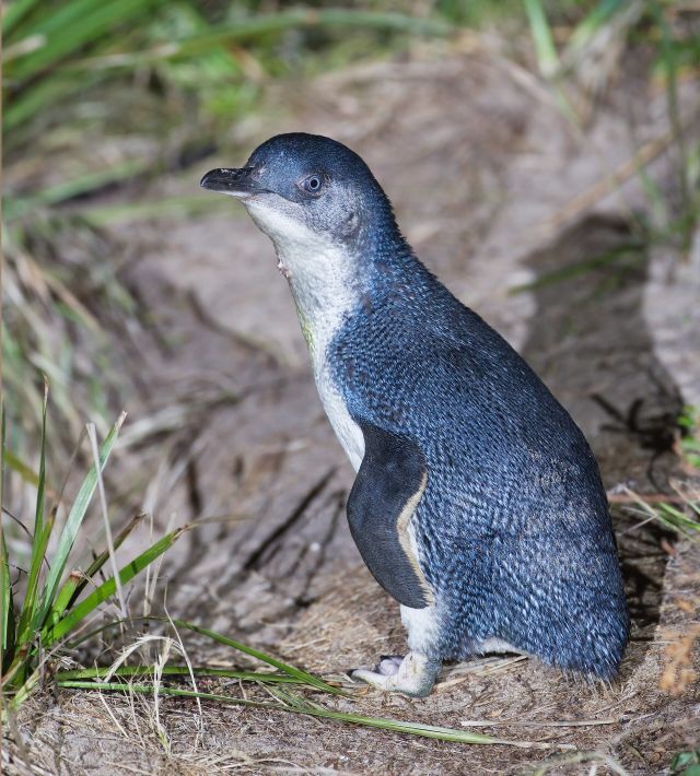 Ocean Life - Eudyptula: the diminutive diving penguins of Australasia