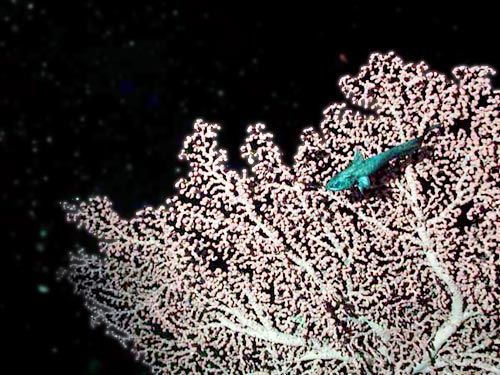 Ocean Life - Deep-water corals: thriving in the ocean's dark abyss