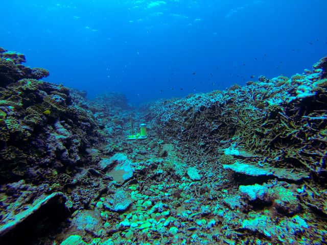 Ocean Life - Spur and groove: nature's seaward coral architecture