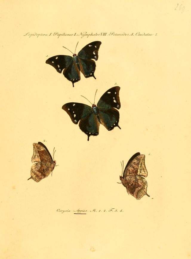 Wild Animals - Memphis appias: South America's cryptic leafwing