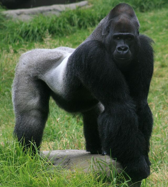 Wild Animals - EEP: managing captive wildlife across Europe