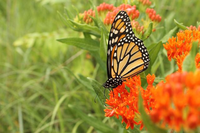 Wild Animals - Butterfly gardening: creating multi-stage insect habitats