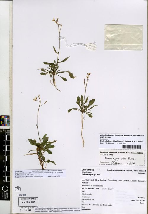Wild Animals - Limestone cress: New Zealand's critically restricted herb