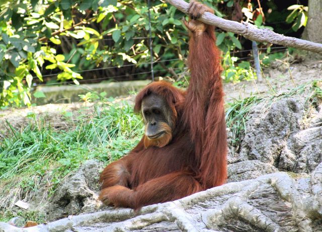 Wild Animals - Orangutans: all three species listed as critically endangered