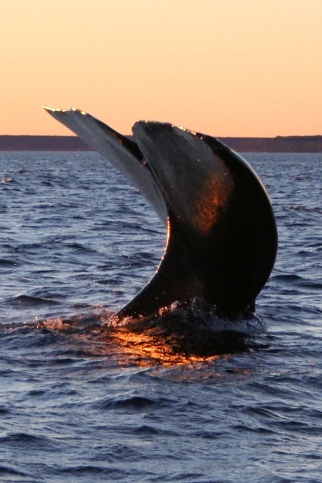 Ocean Life - Tail sailing: why whales raise their tails into the wind