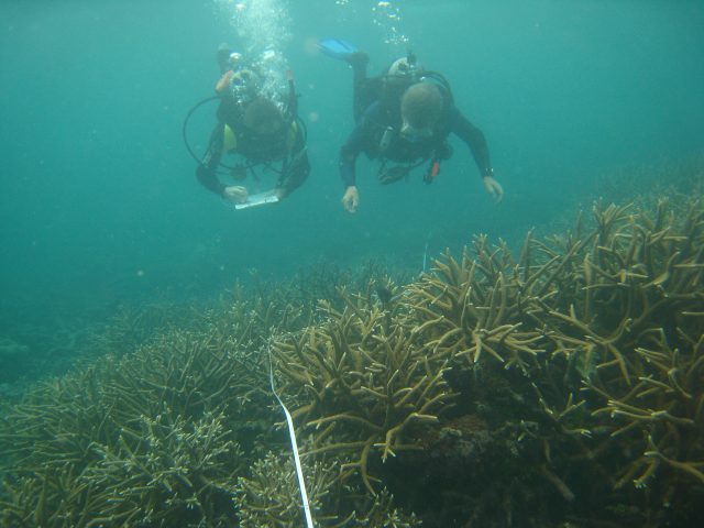 Ocean Life - Reef Check: global citizen science tracking ocean health