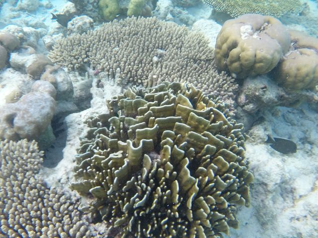 Ocean Life - Coral reefs of Tuvalu: Pacific atolls and platforms