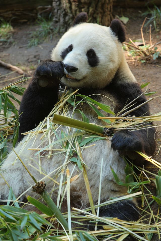 Wild Animals - Ailuropodinae: the ancient lineage behind the modern giant panda