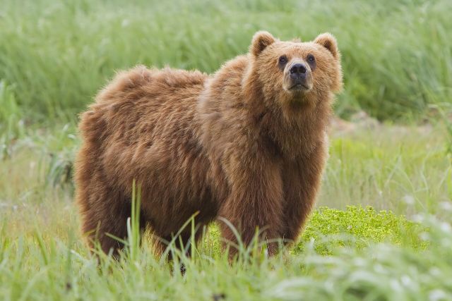 Wild Animals - Brown bears: the massive omnivores largely powered by plants