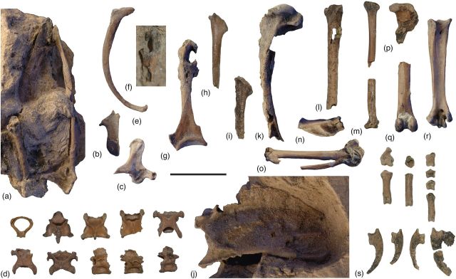 Wild Animals - Ypresiglaux: the ancient owl of the Early Eocene