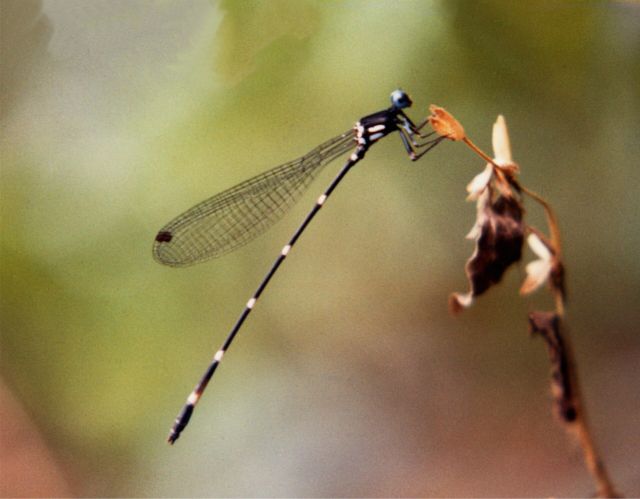 Wild Animals - Threatened arthropods: the uncataloged species sliding toward extinction