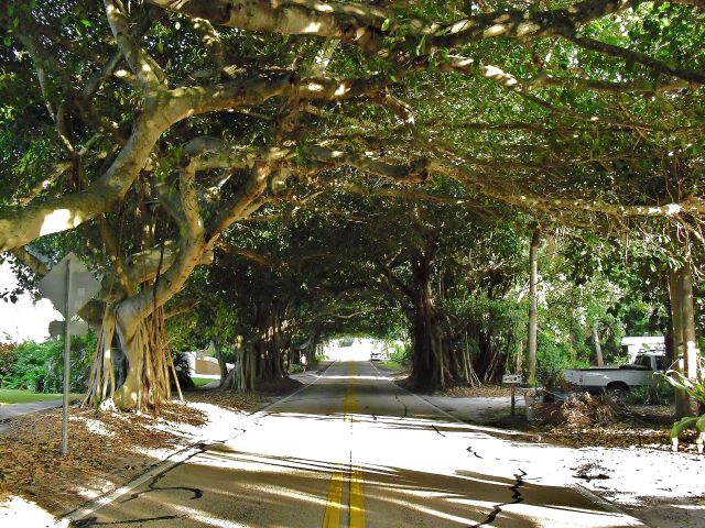Great Structures - Tree tunnels: Natural canopies over country lanes