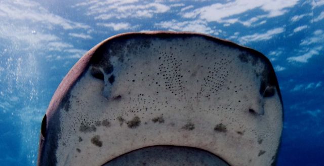Ocean Life - Ampullae of Lorenzini: the shark's electric sixth sense