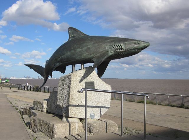 Ocean Life - Shark agonistic displays: signaling battle readiness without combat