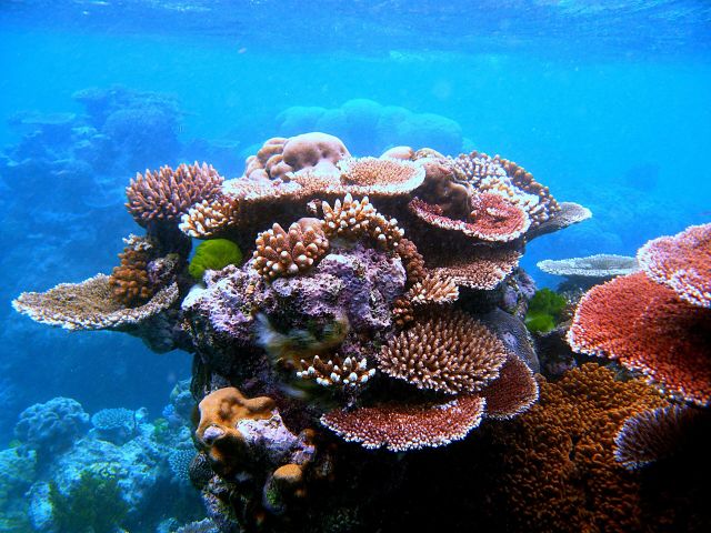 Ocean Life - Diver education: shielding fragile corals from accidental strikes