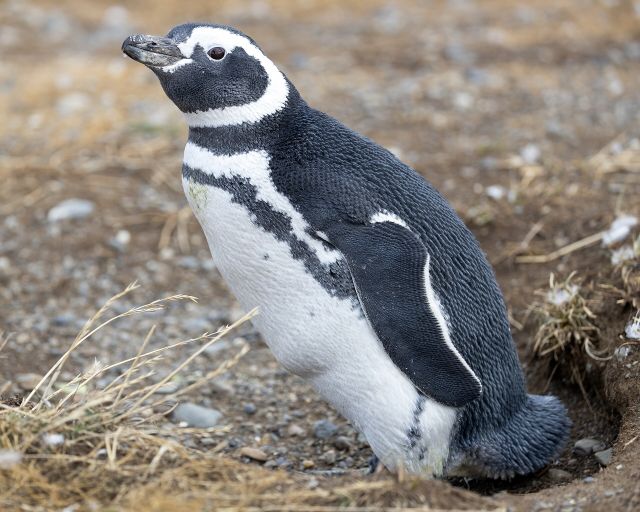 Ocean Life - Magellanic penguins: South America's historic coastal travelers