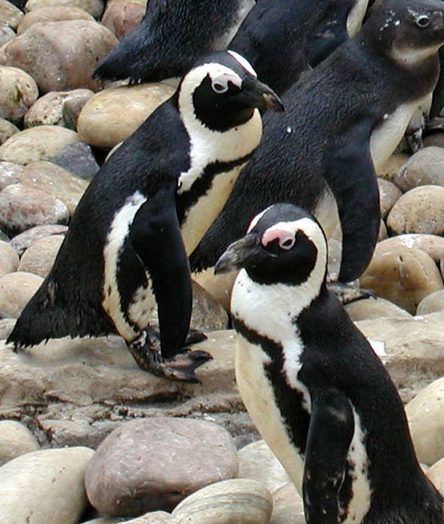 Ocean Life - Banded penguins: the braying burrowers of the sea