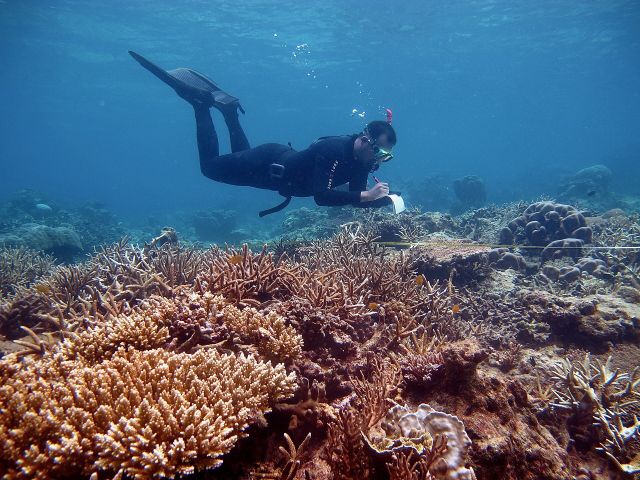 Ocean Life - Coral reef gardening: restoring damaged underwater nurseries