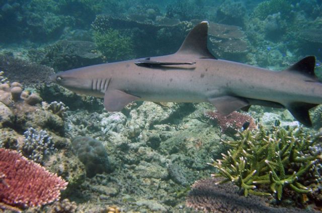 Ocean Life - Tubbataha: the Sulu Sea's vibrant coral fortress