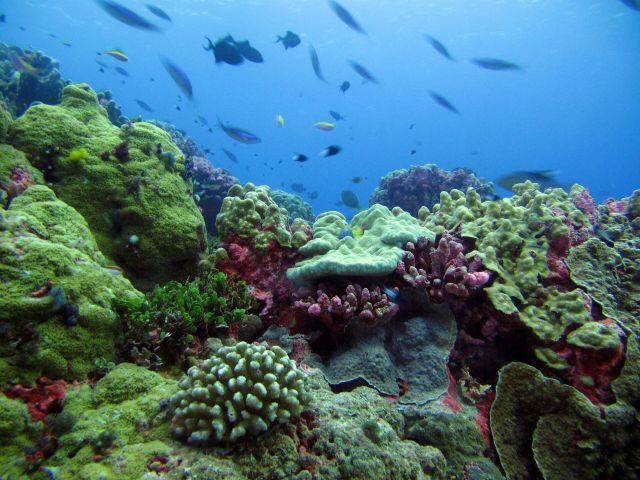Ocean Life - Kiribati's coral reefs: Pacific atolls across hemispheres