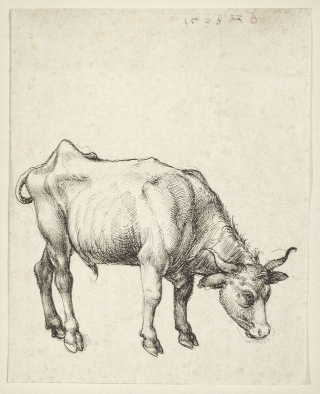 Art Minute - Young Bull by Albrecht Dürer