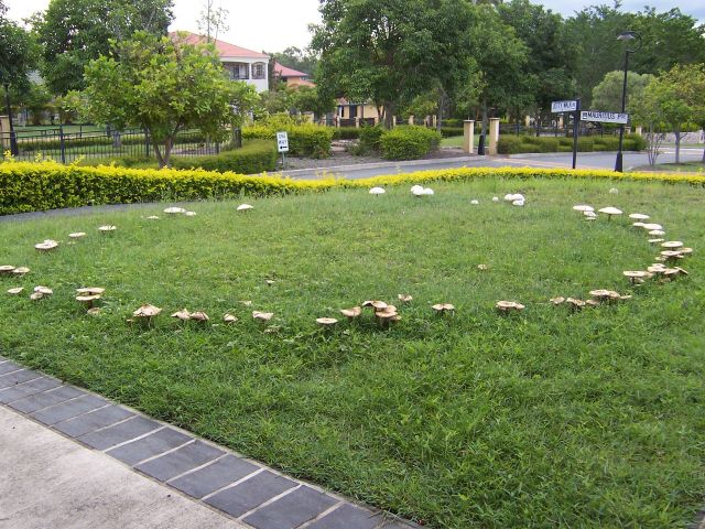 Myths & Legends - Fairy rings: the mushroom circles of European folklore