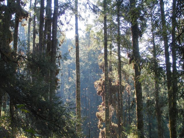 World Wonders - Monarch Butterfly Biosphere Reserve: A winter forest haven
