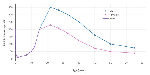 Health & Body - Adrenopause: studying the age-related decline of adrenal hormones