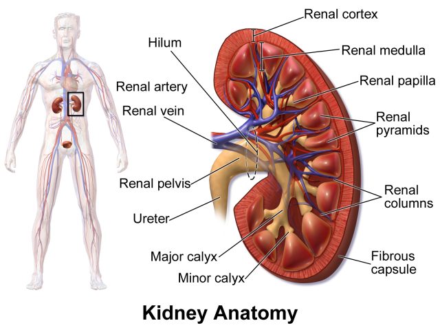 Health & Body - Chronic kidney disease: a growing global health challenge